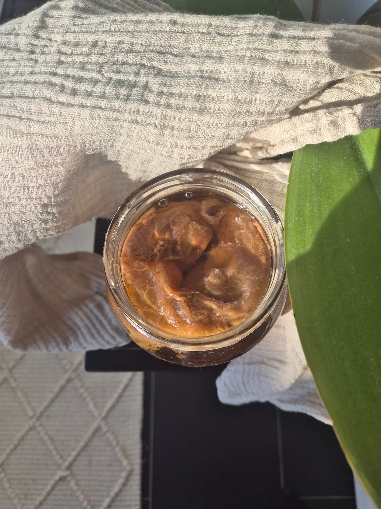 Kombucha Scoby
