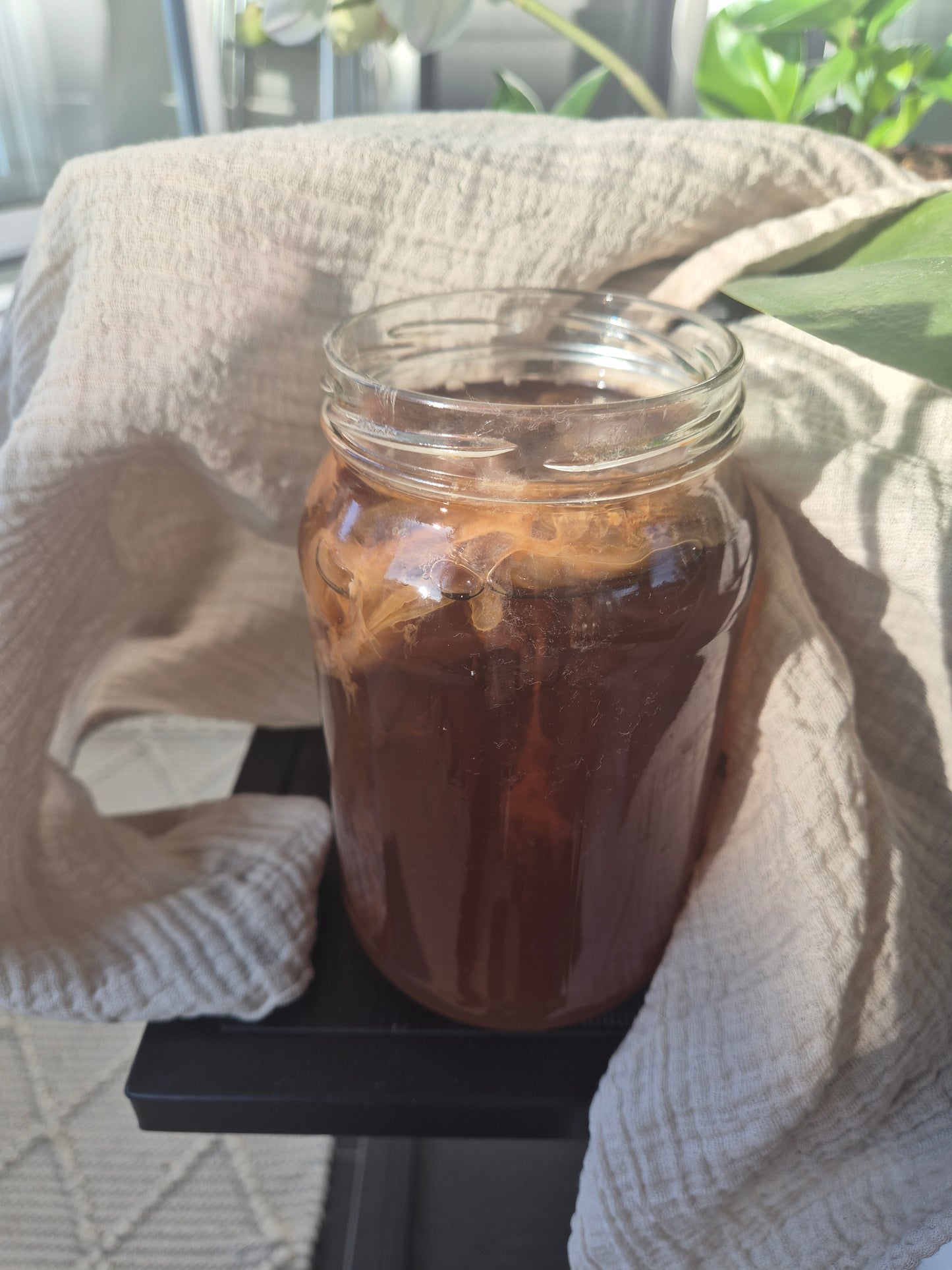 Kombucha Scoby
