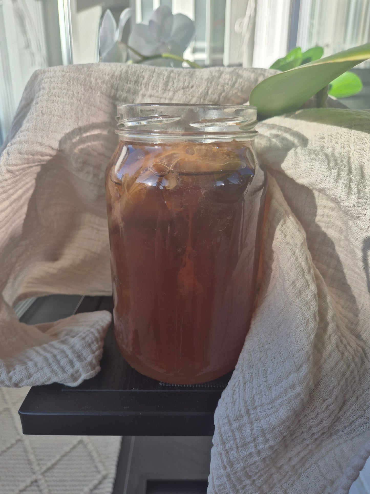 Kombucha Scoby