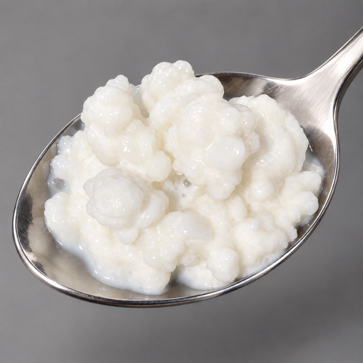 Ferske økologiske kefirkorn til å lage melkekefir – godt for magen og i retter