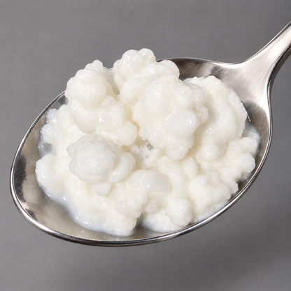 Ferske økologiske kefirkorn til å lage melkekefir – godt for magen og i retter